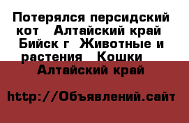 Потерялся персидский кот - Алтайский край, Бийск г. Животные и растения » Кошки   . Алтайский край